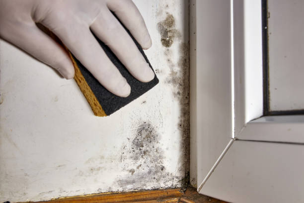 Best Industrial Mold Remediation  in Sackets Harbor, NY